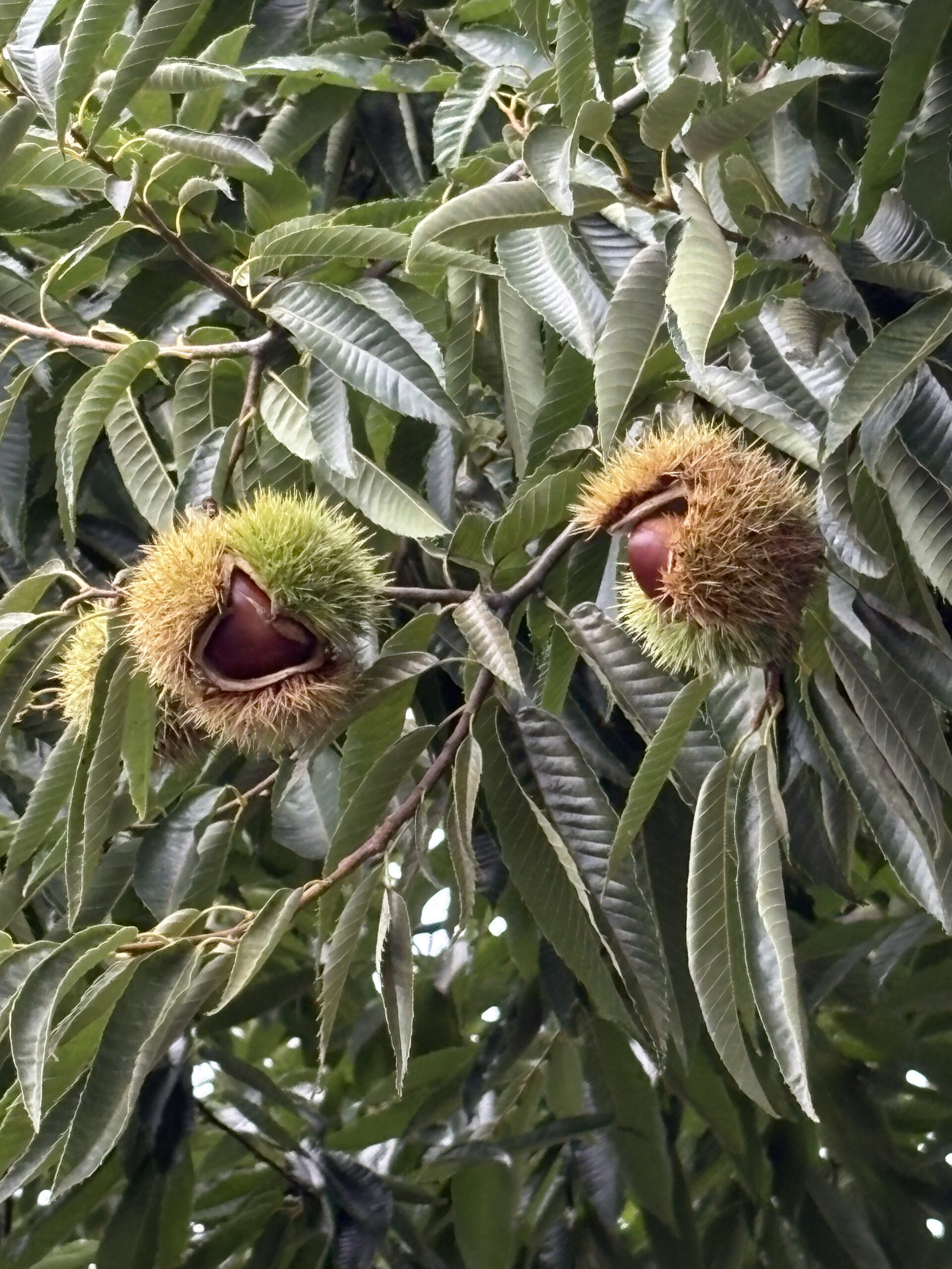 食欲の秋と芸術の秋