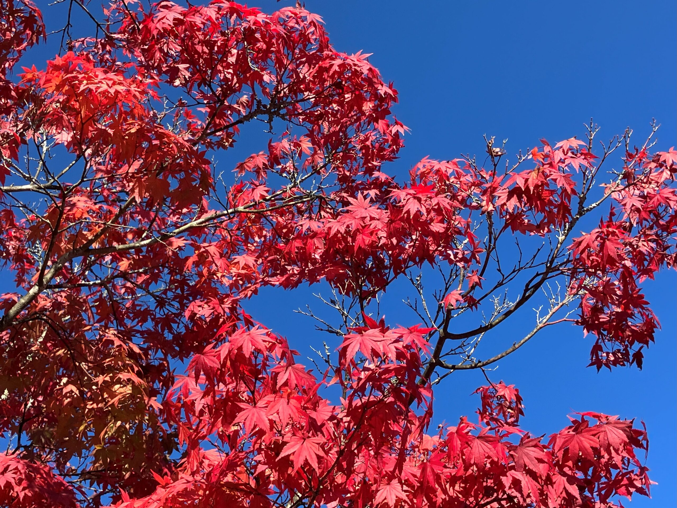 軽井沢へ紅葉狩り