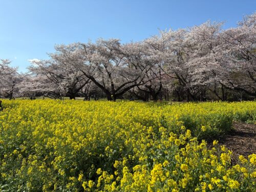 昭和記念公園　花のリレー
